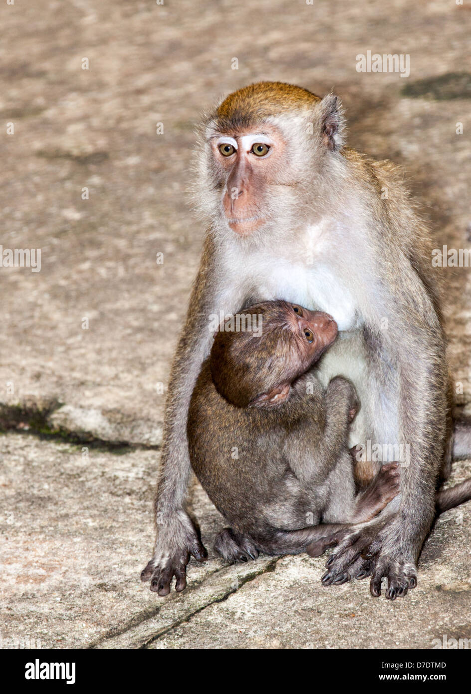 Le scimmie selvatiche a Batu tempio nella grotta di Kuala Lumpur Foto Stock