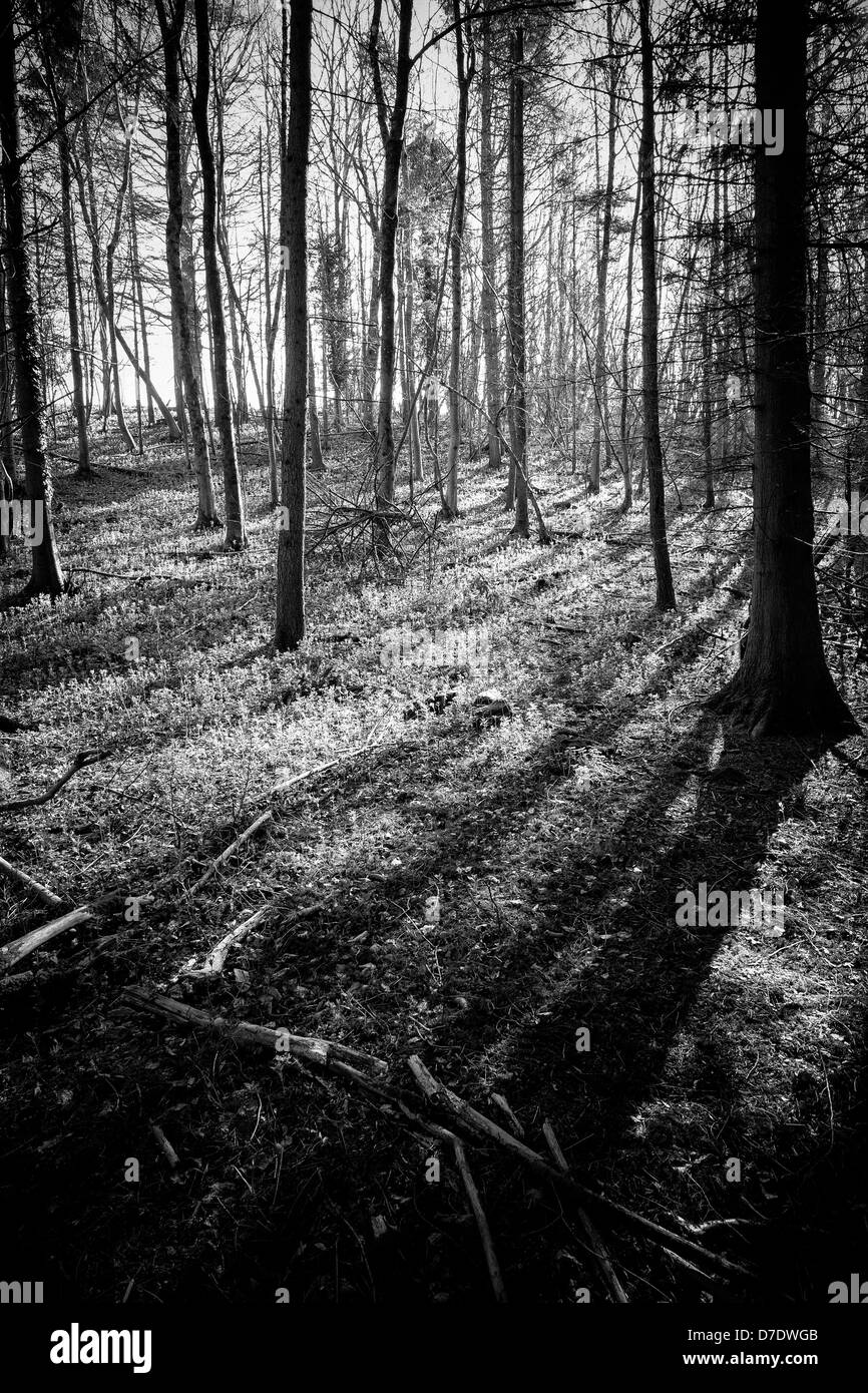 La molla della luce attraverso gli alberi nei boschi vicino a Ashmore, Dorset. Foto Stock