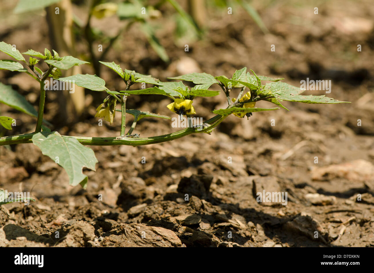 Tomatillo pianta da frutto della fioritura in giardino di verdure Foto Stock