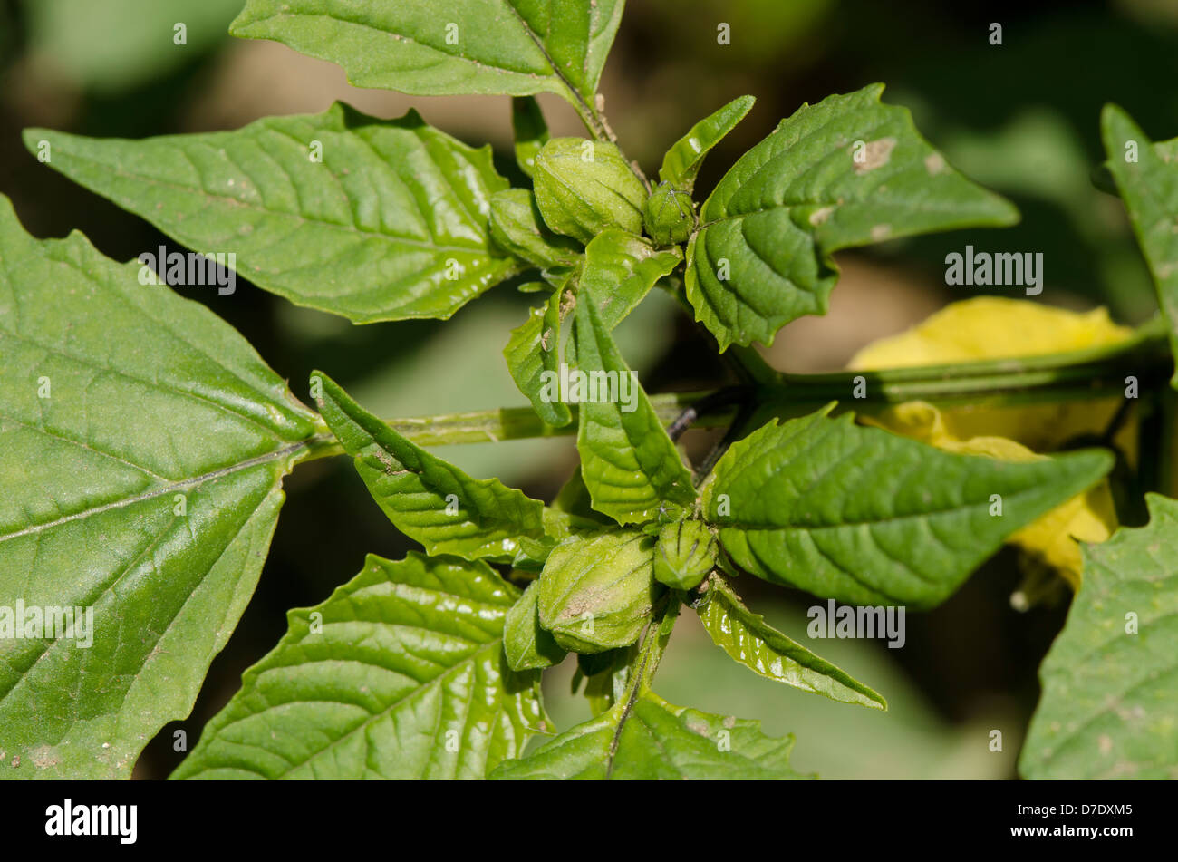 Tomatillo pianta da frutto della fioritura in giardino di verdure Foto Stock