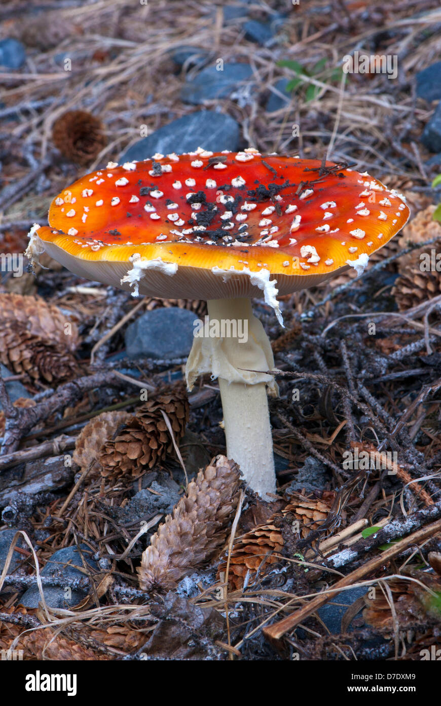 Manita muscaria, Fly agaric, Fly amanita Foto Stock