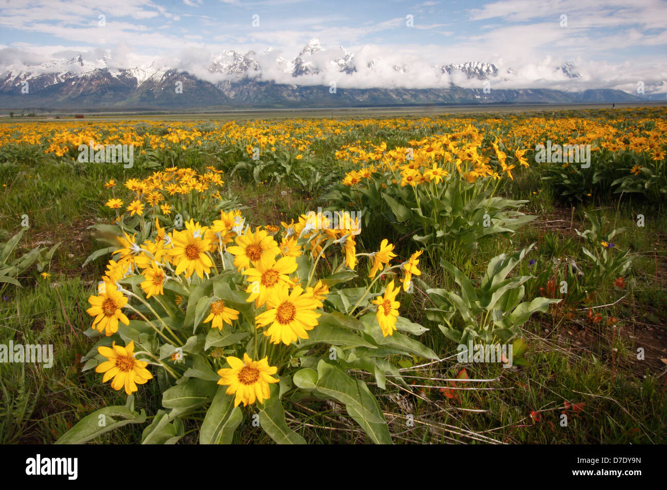 Mulo orecchie fiori, Grand Teton National Park, Wyoming USA Foto Stock