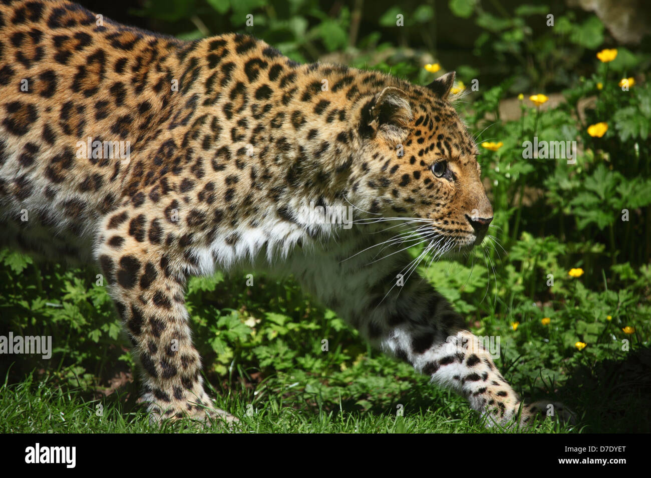 Amur leopard (Panthera pardus orientalis) Foto Stock