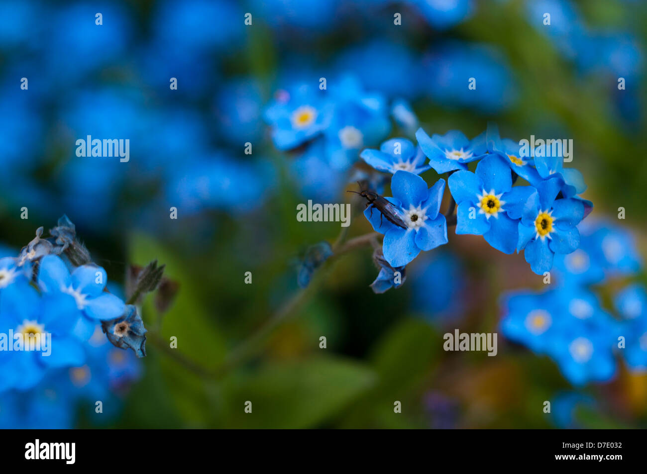 Non ti scordar di me myosotis sylvatica Foto Stock