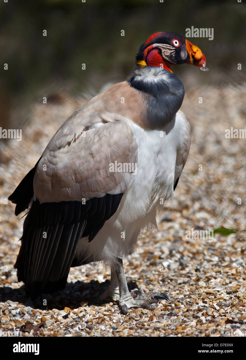 King Vulture (sarcoramphus papa) Foto Stock