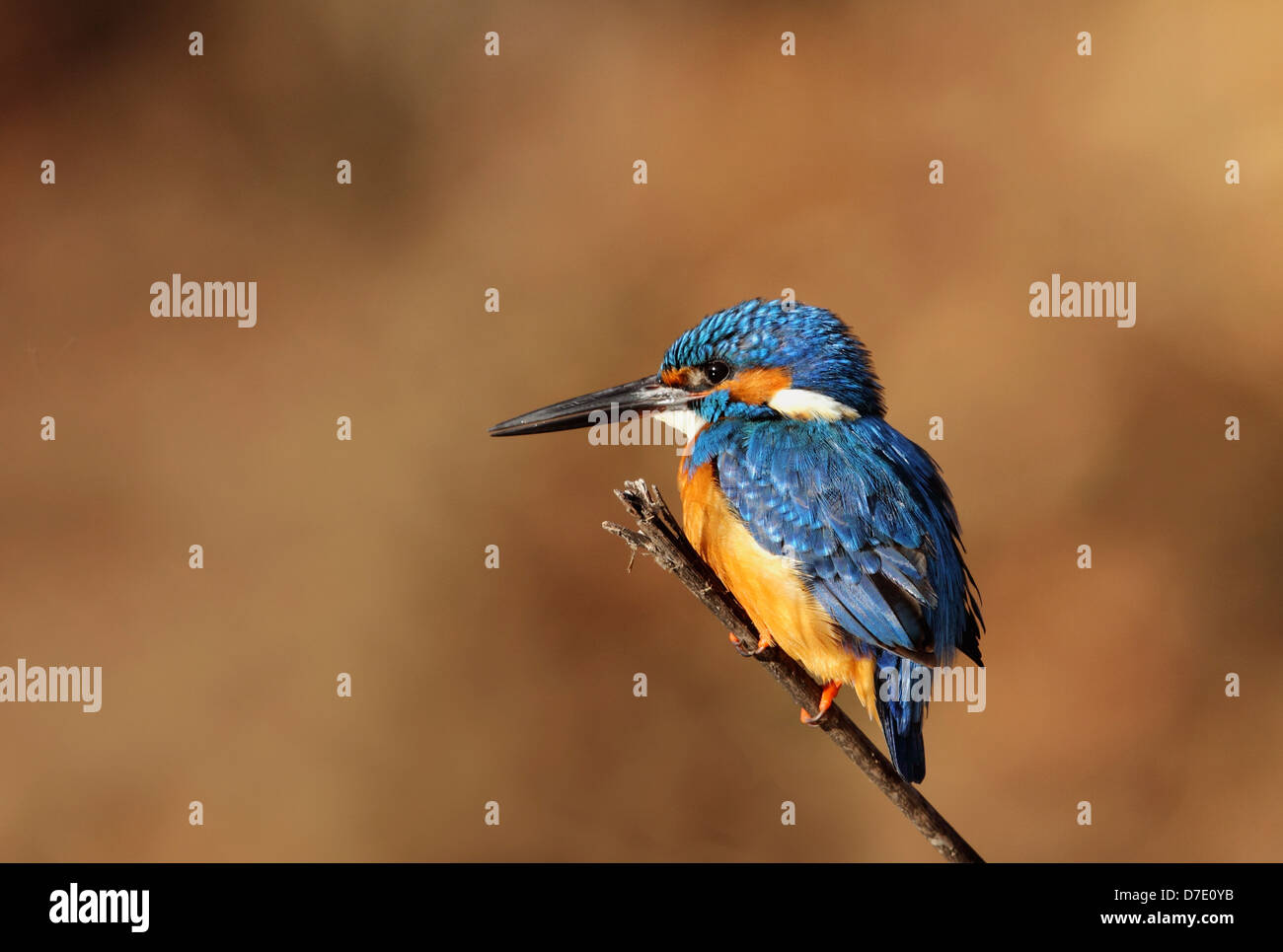 Un comune Kingfisher in Ranthambhore Riserva della Tigre Foto Stock