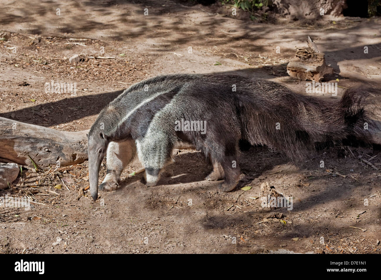Il Gigante Anteater, Myrmecophaga tridactyla Foto Stock