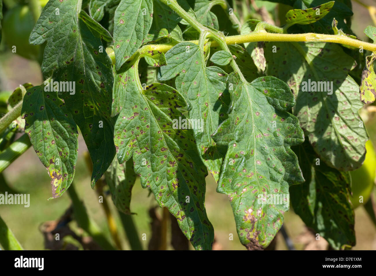 Malattia di pomodoro, Septoria Leaf Spot Foto Stock