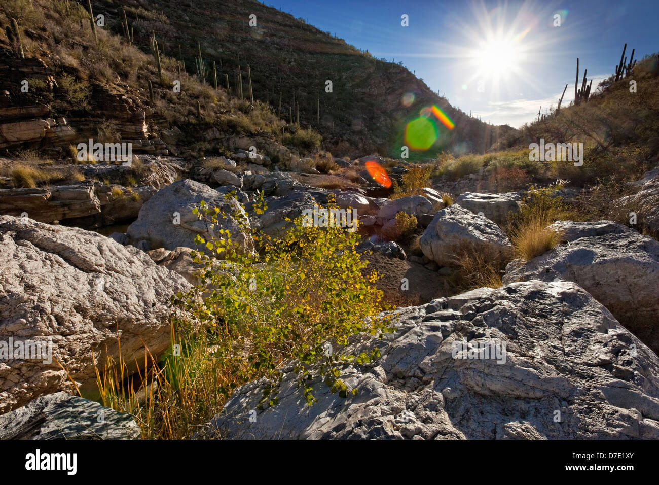 Tanque Verde River Canyon, Tucson, AZ Foto Stock
