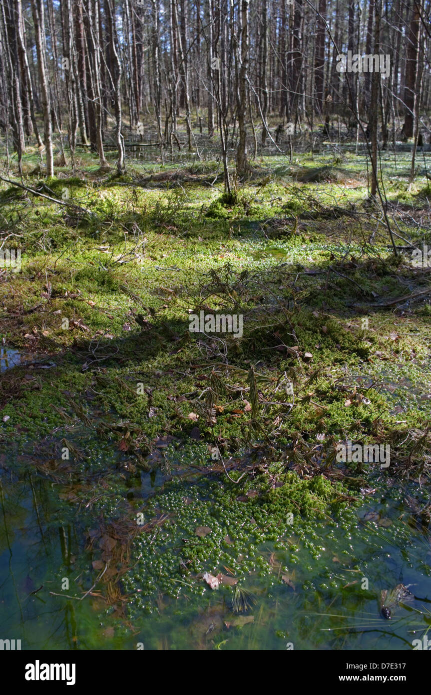 Foresta umida InTolkuse Bog, Contea di Pärnu, Estonia, Europa Foto Stock