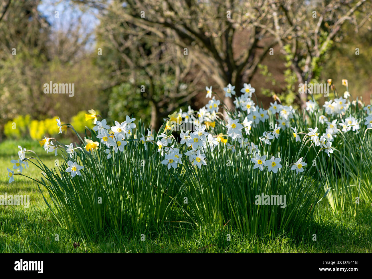 Giardino inglese Narciso Foto Stock