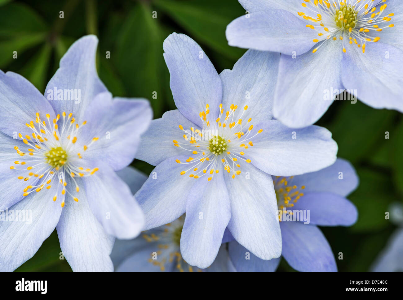 Anemone blanda in primavera Foto Stock