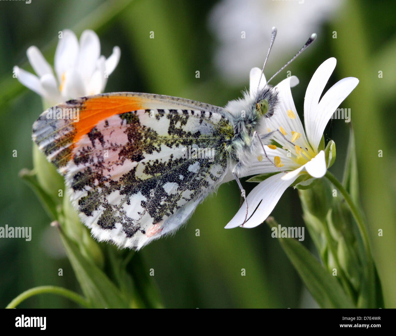 Macro dettagliate di close-up di un maschio punta arancione farfalla (Anthocharis cardamines) in posa su un fiore Foto Stock