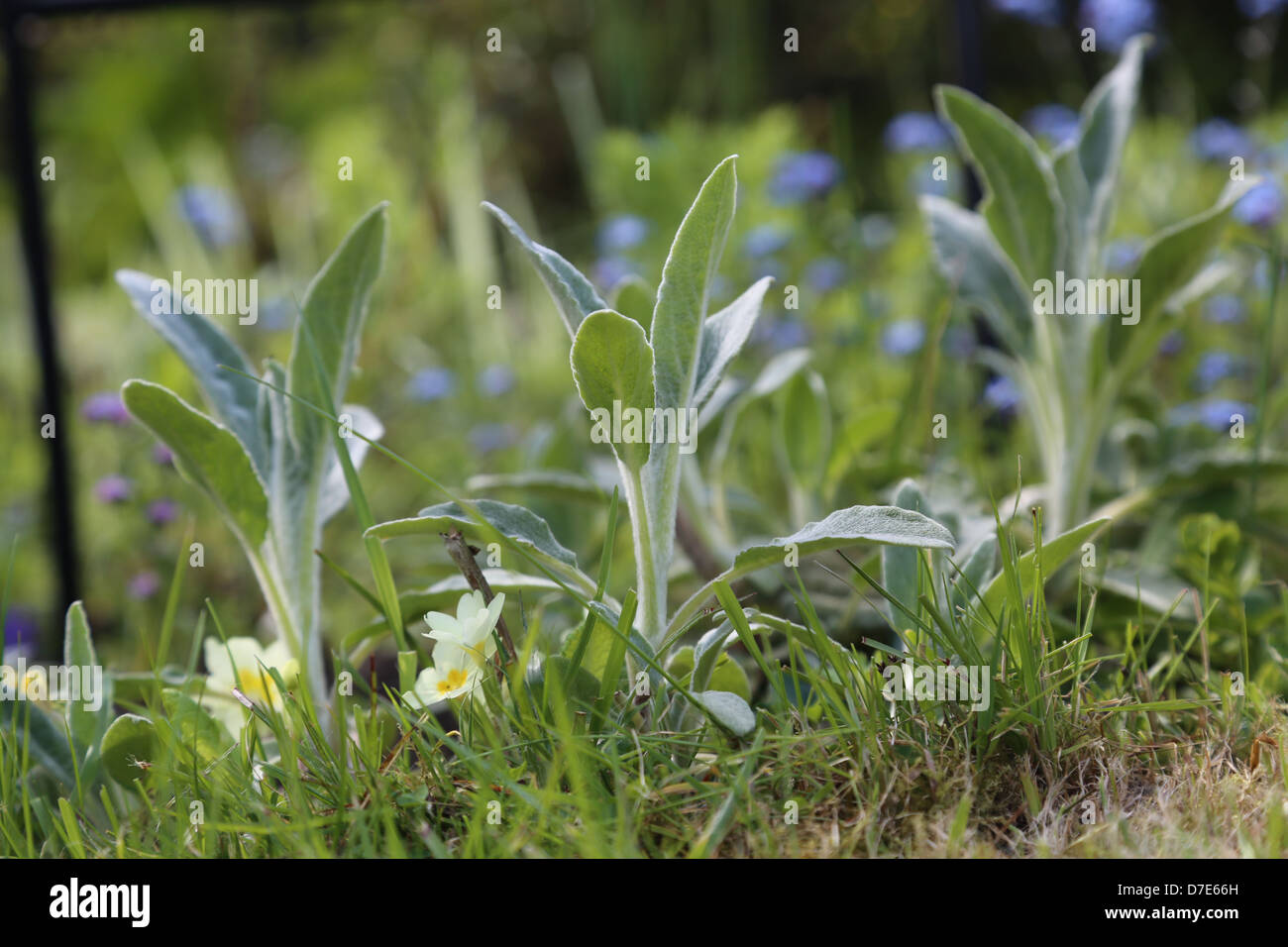 Coltivazione di verdure Foto Stock