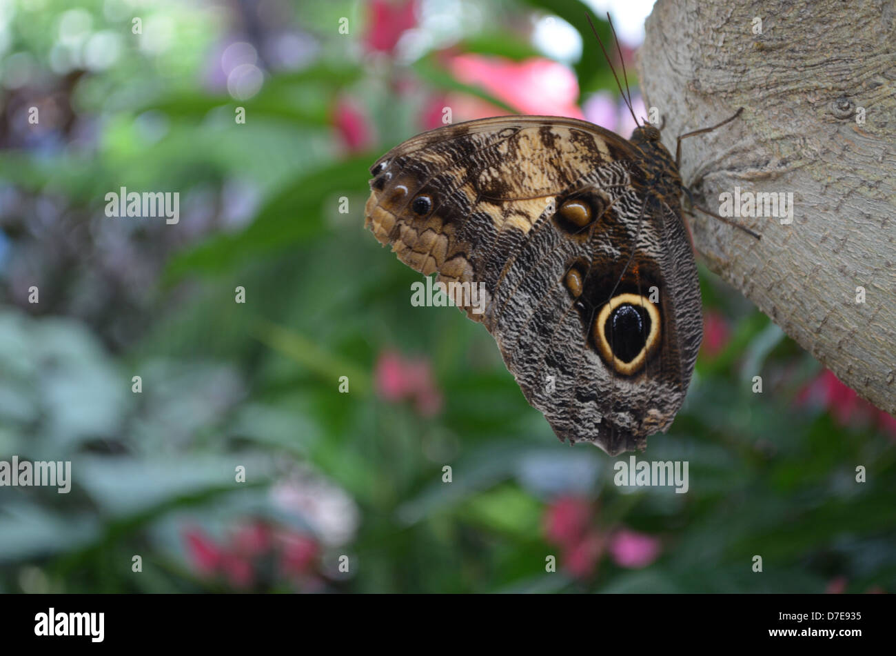 Il marrone ed il grigio butterfly con occhio su albero. Foto Stock