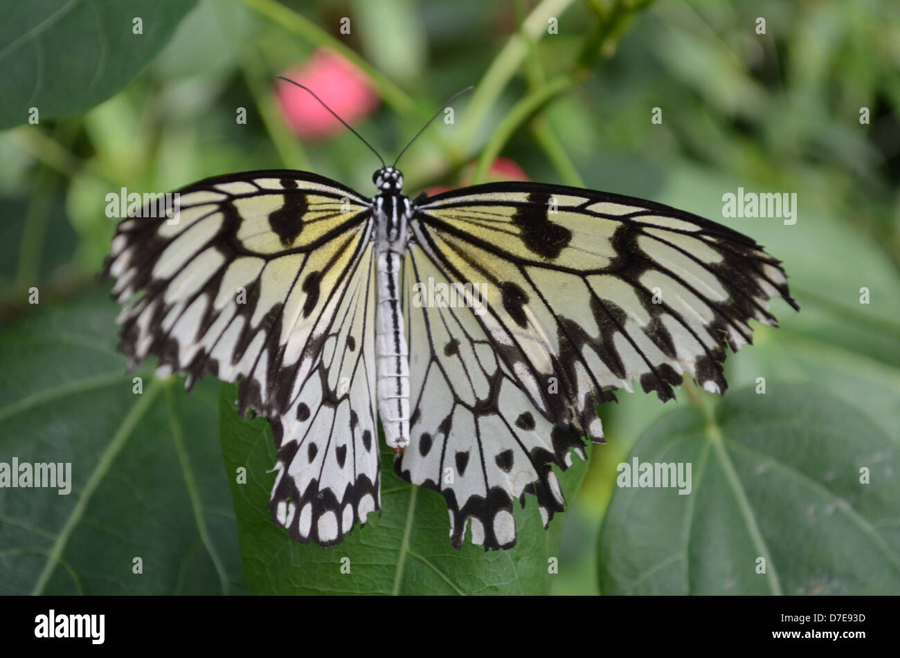 Il giallo e il nero butterfly Foto Stock