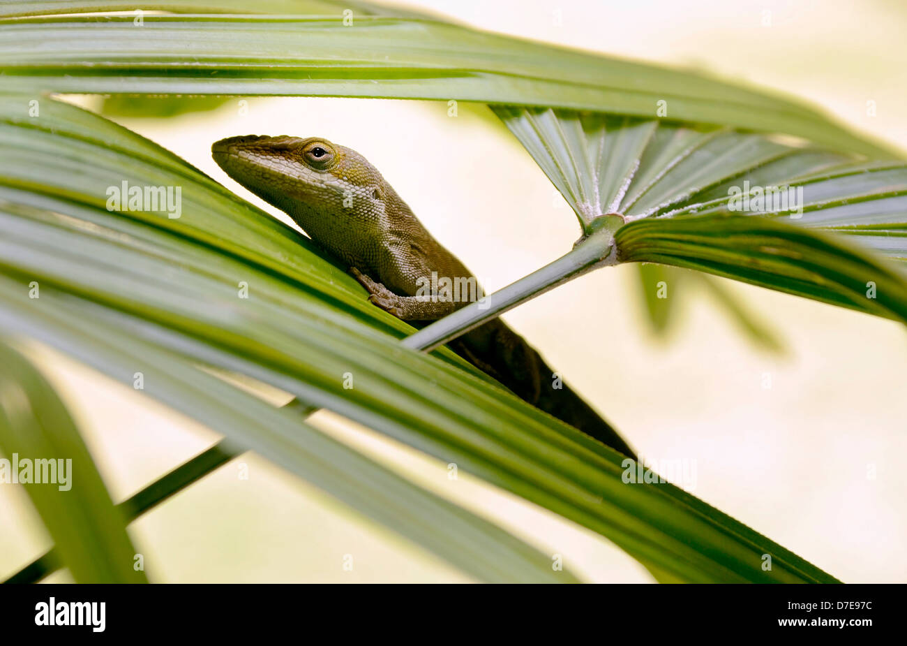 Verde lucertola anole su un Palm frond Foto Stock