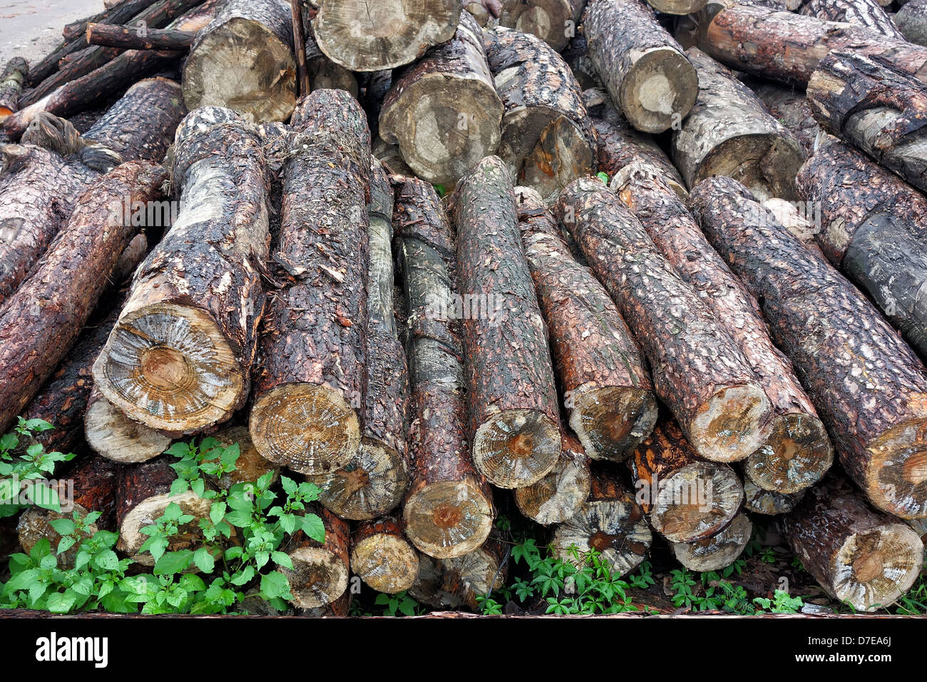 Mucchio di legno Foto Stock