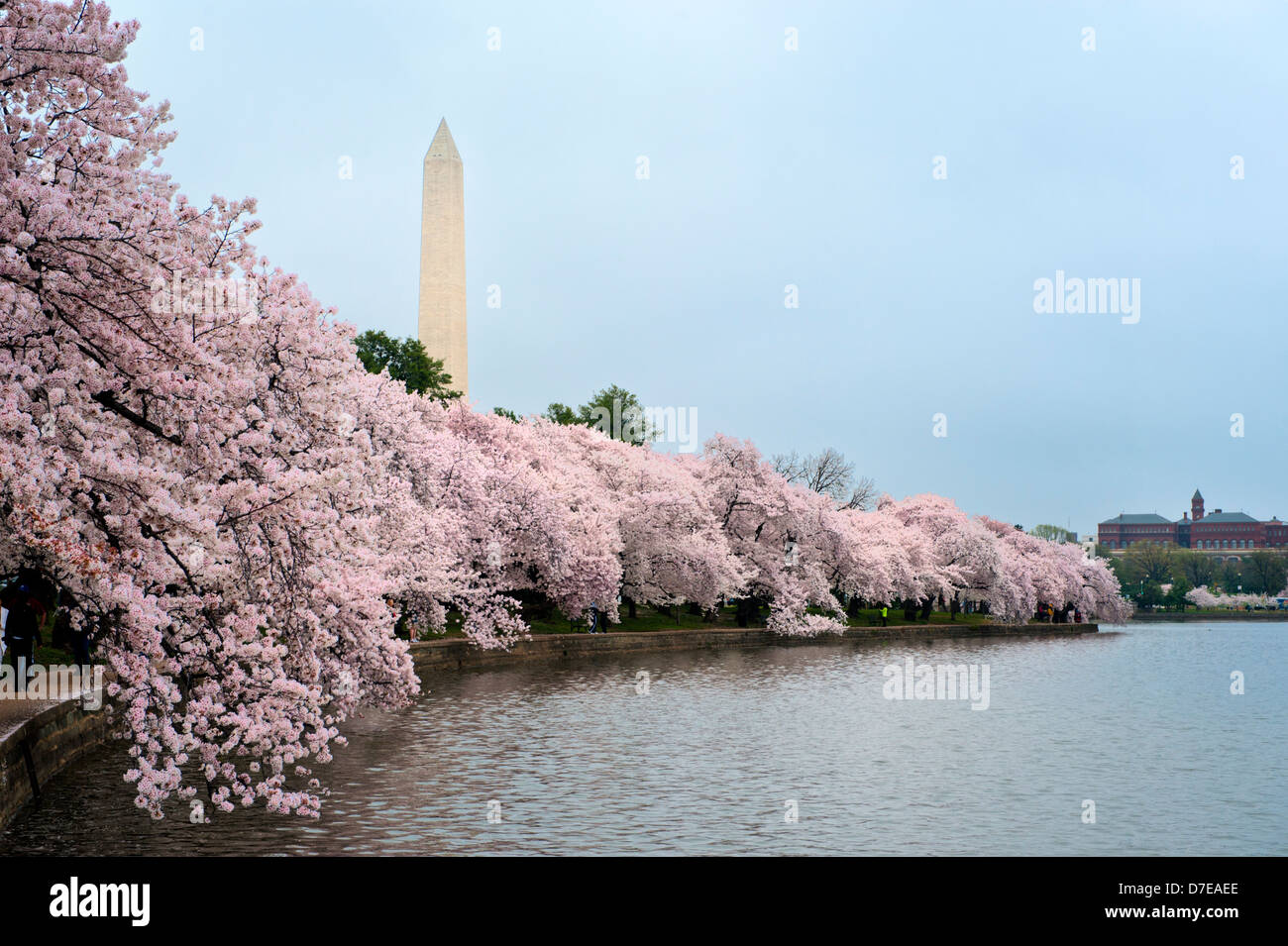 La fioritura dei ciliegi in fiore di picco sul bacino di marea in Washington DC Foto Stock