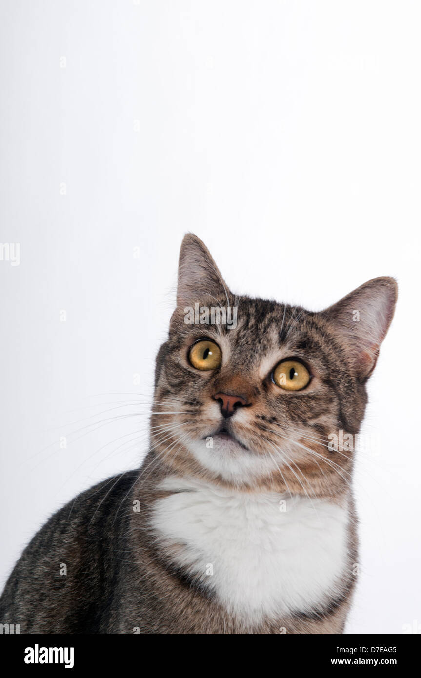 Un domestici femmina Tabby gatto di casa con colore giallo brillante occhi guardando verso l'alto con sfondo bianco Foto Stock