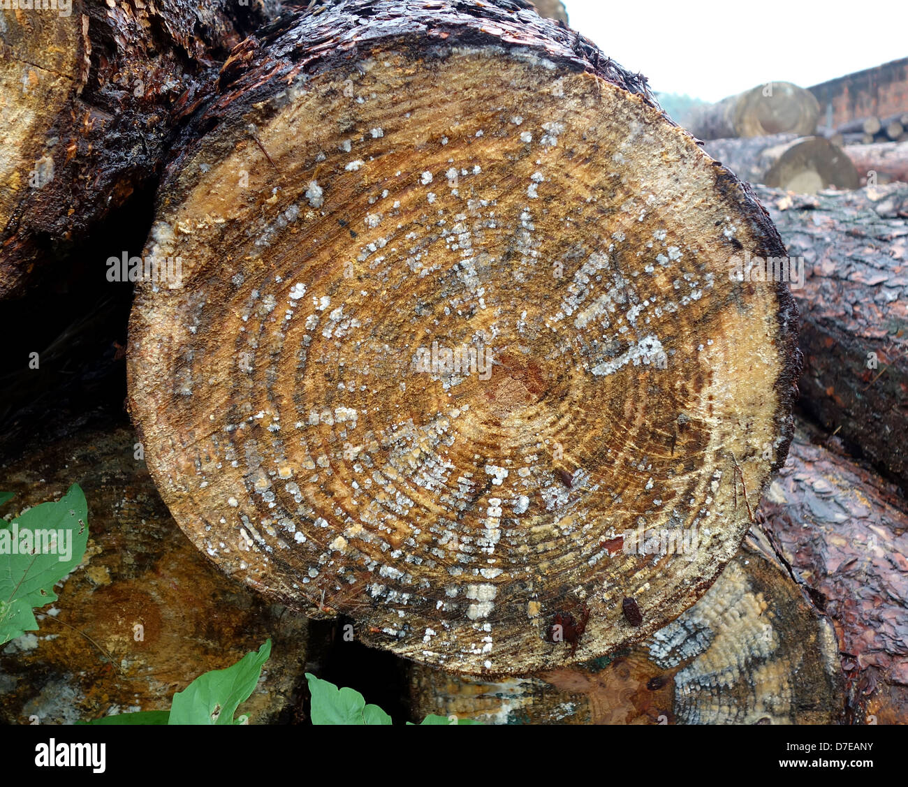 Palo di legno e di registri in pianta in legno Foto Stock