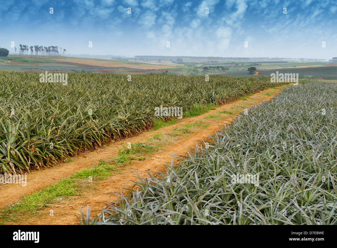 Frutta dell'ananas Foto Stock
