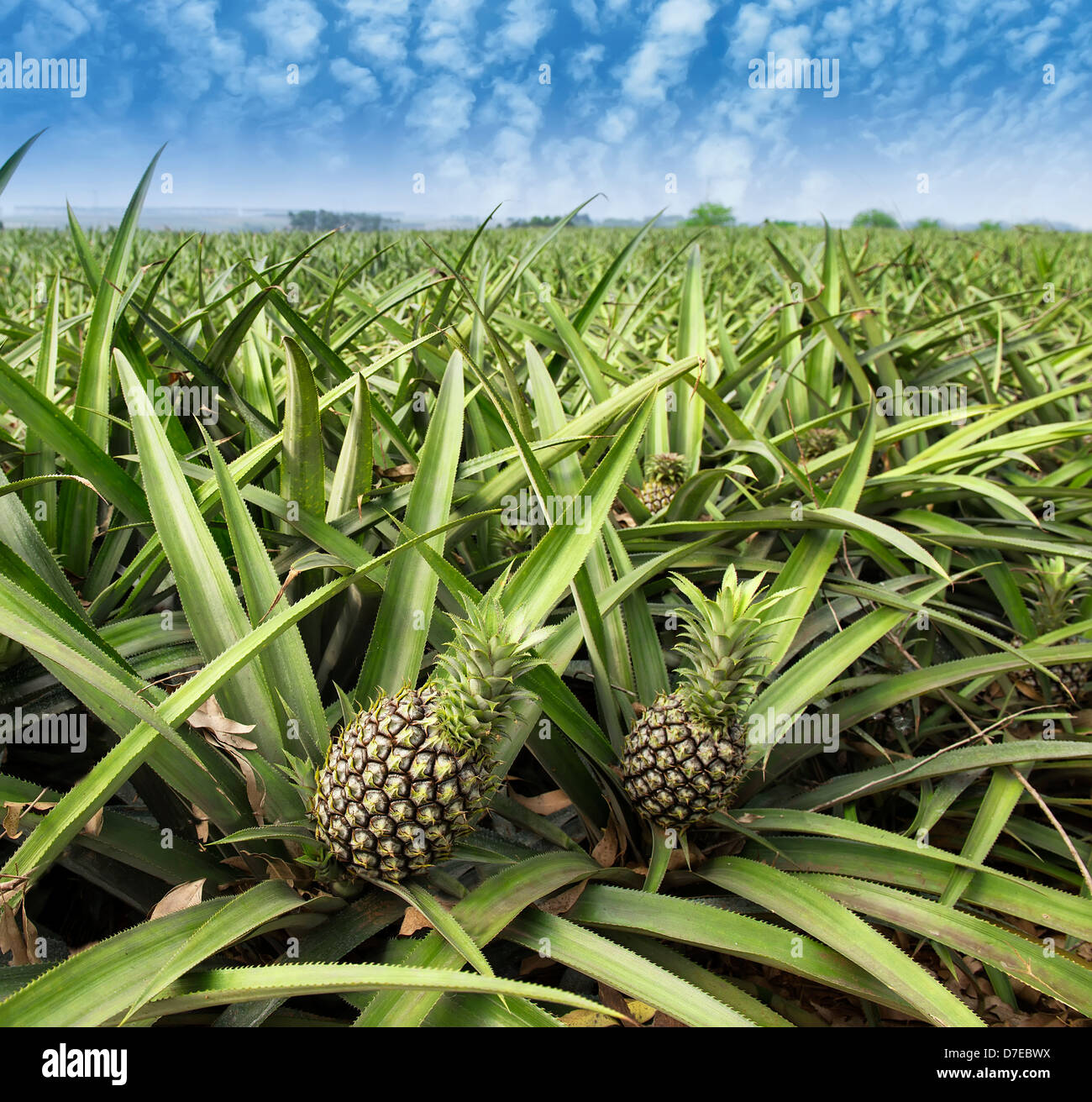 Frutta dell'ananas Foto Stock