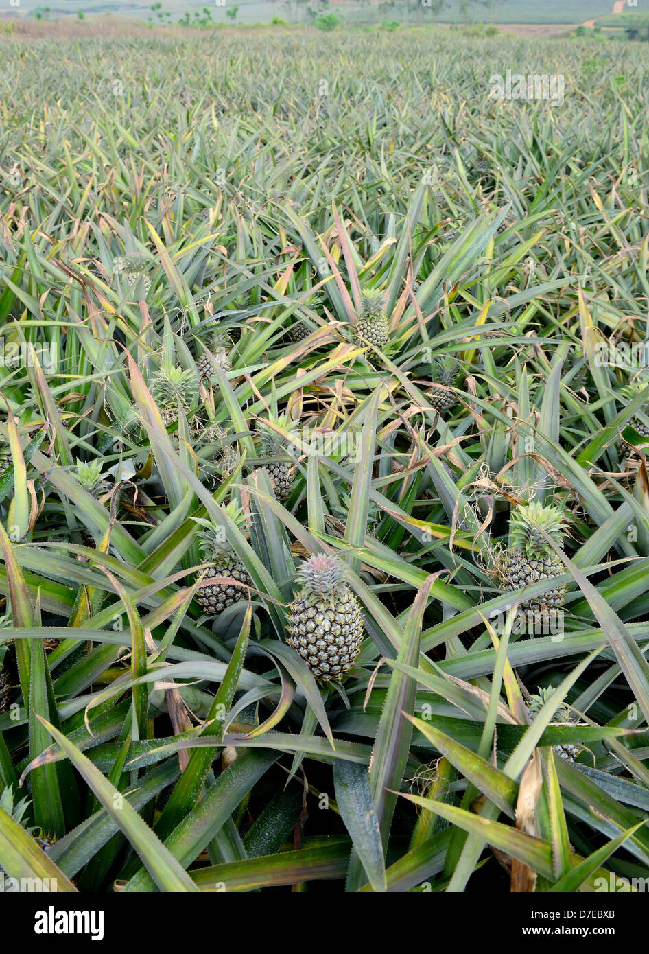 Frutta dell'ananas Foto Stock