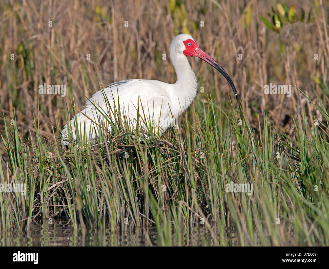 Americano bianco ibis sul nido Foto Stock