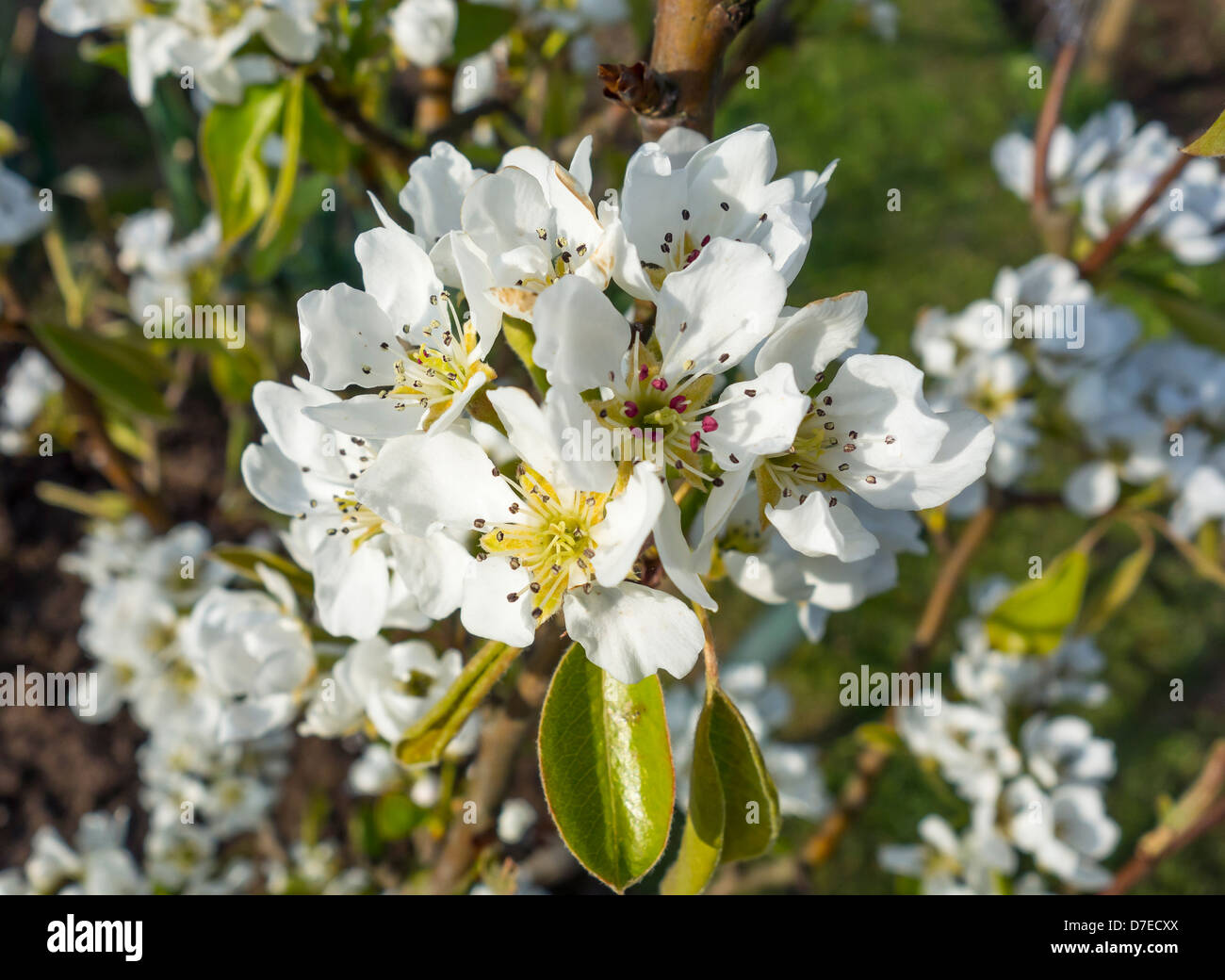 Primavera sbocciano i fiori degli alberi da frutto Foto Stock