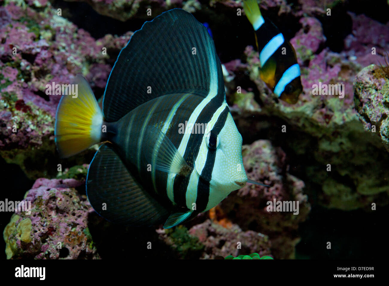 Pesci corallini veliferum zebrosoma in acquario Foto Stock