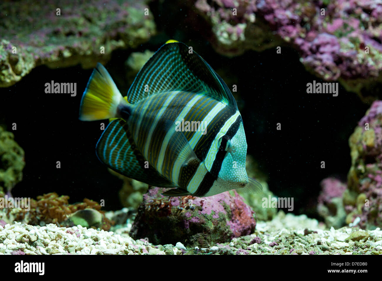 Pesci corallini veliferum zebrosoma in acquario Foto Stock