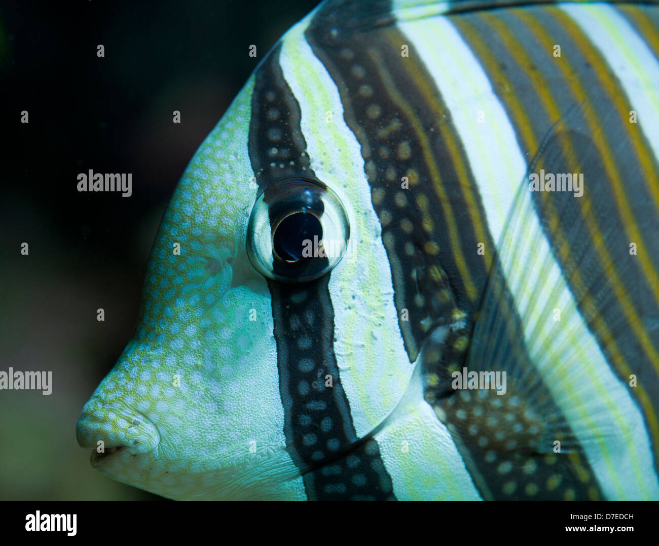Pesci corallini veliferum zebrosoma in acquario Foto Stock