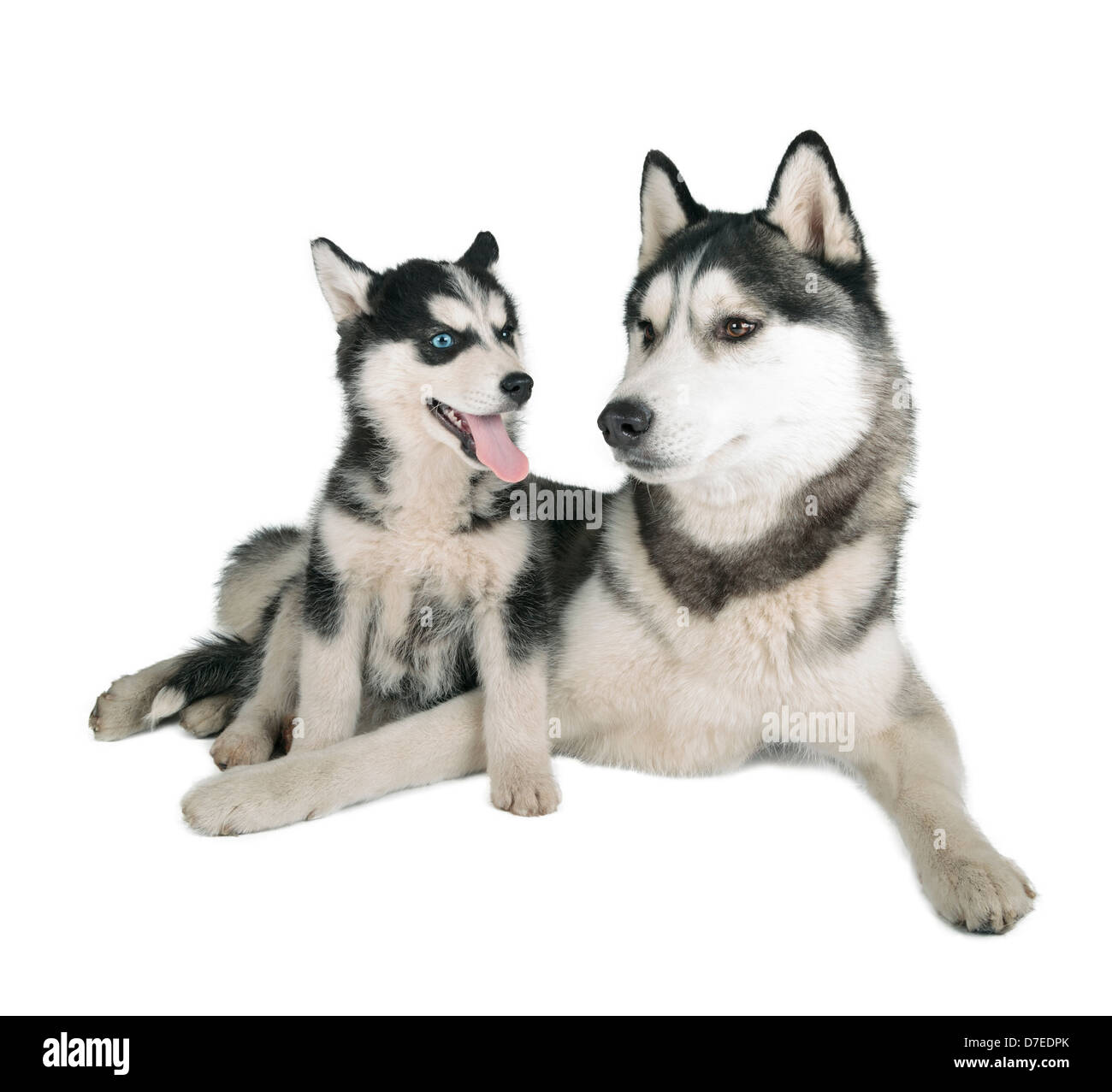 Siberian Husky padre e figlio su sfondo bianco Foto Stock