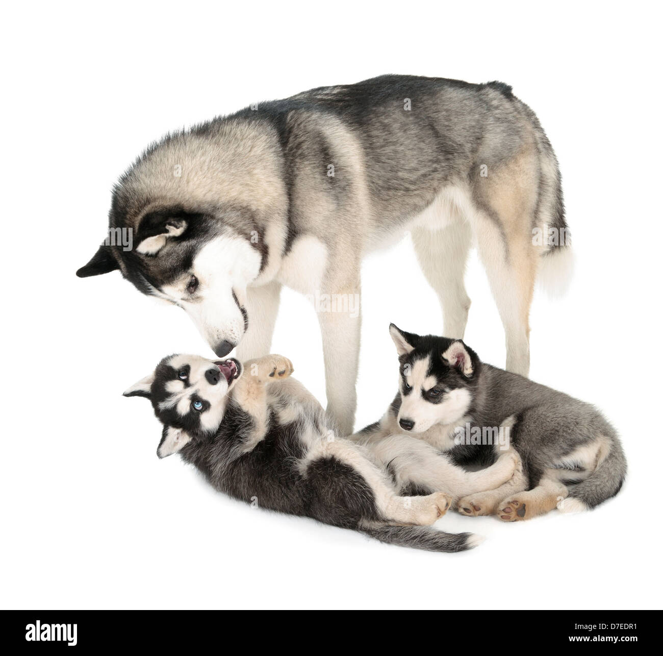 Siberian Husky famiglia su sfondo bianco Foto Stock