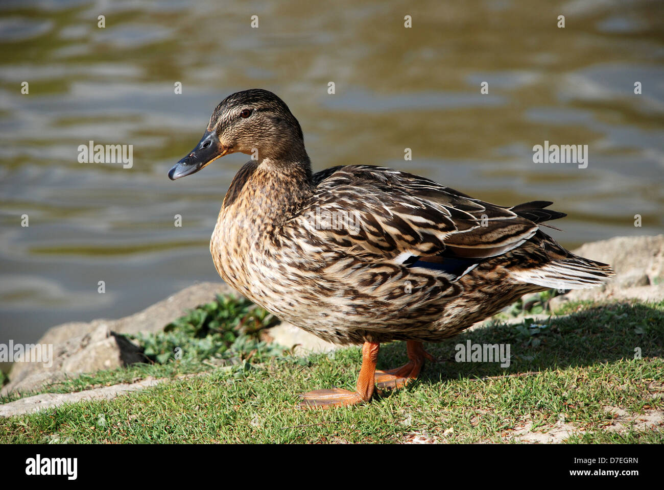 Femmina Mallard duck in piedi sull'erba dal bordo dell'acqua Foto Stock