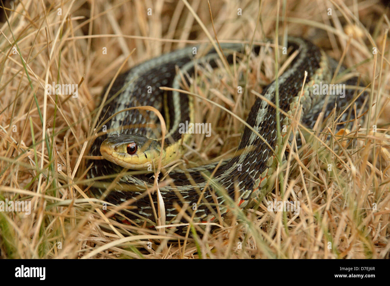 Common garter snake Thamnophis sirtalis avvolto a spirale stessa prendisole in erba Morta maggiore Sudbury Ontario Canada Foto Stock