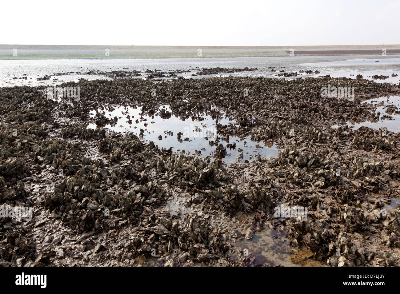 Wild Oyster campi in Zeeland, Olanda Foto Stock