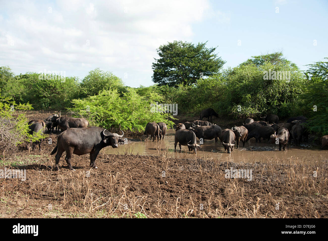 Bufali africani in acqua fangosa in Thanda Game Reserve, Sud Africa. Foto Stock