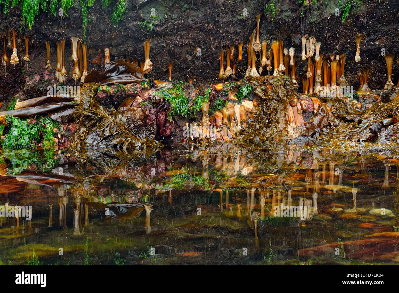 Intertidal organismi a bassa marea. Haida Gwaii Queen Charlotte Islands Gwaii Haanas NP della Columbia britannica in Canada Foto Stock