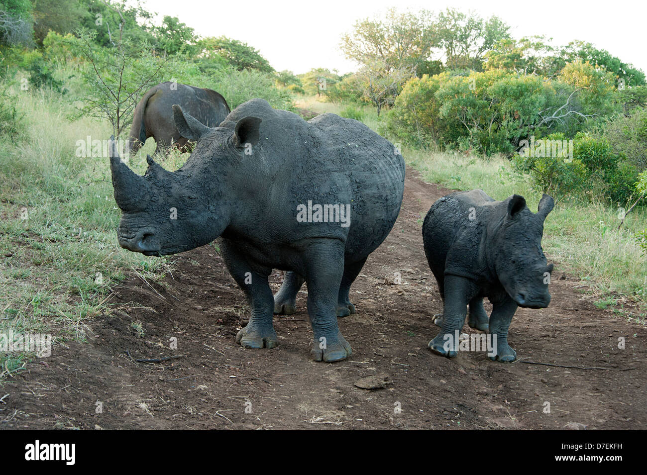 Rhinoceros a piedi in Thanda Game Reserve, Sud Africa. Foto Stock
