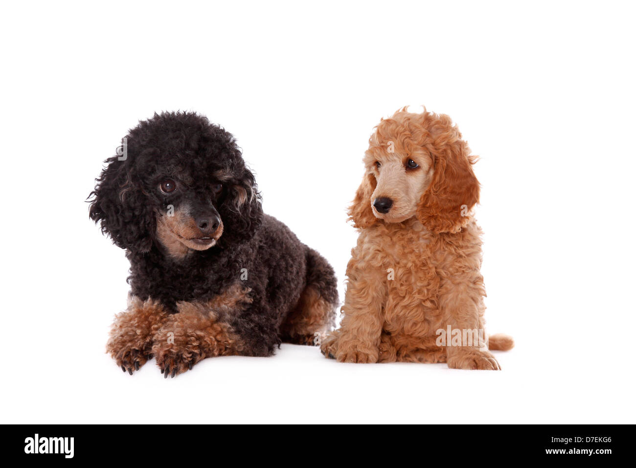 2 barboncini Foto Stock