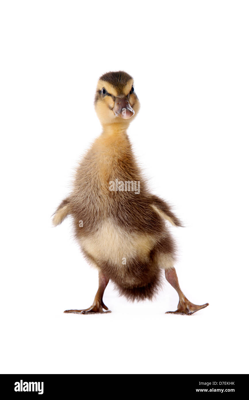 Indian runner duck Foto Stock