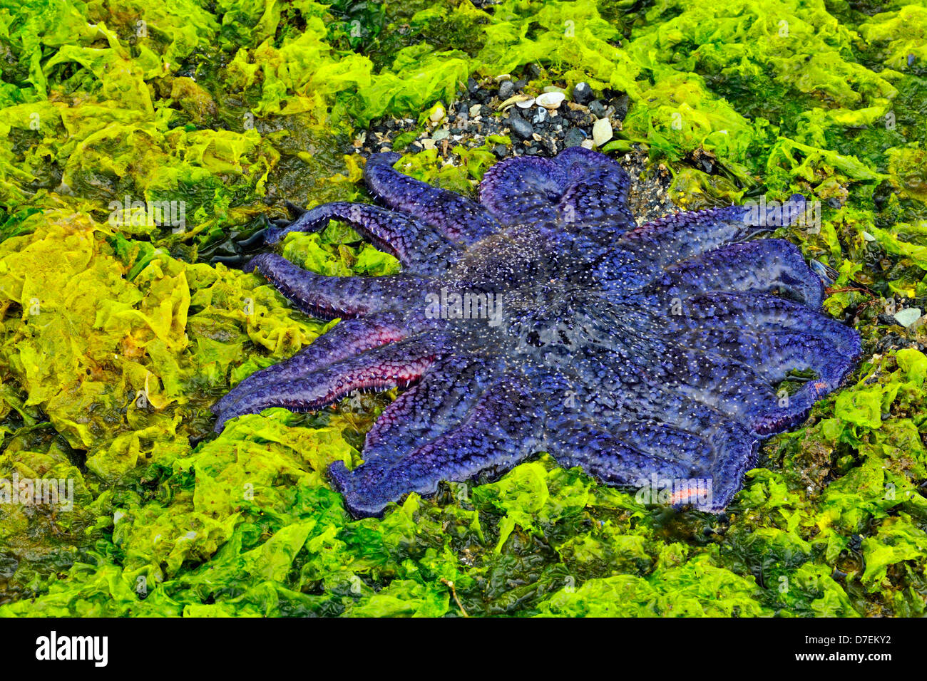 Intertidal organismi a bassa marea. Haida Gwaii Queen Charlotte Islands Gwaii Haanas NP della Columbia britannica in Canada Foto Stock