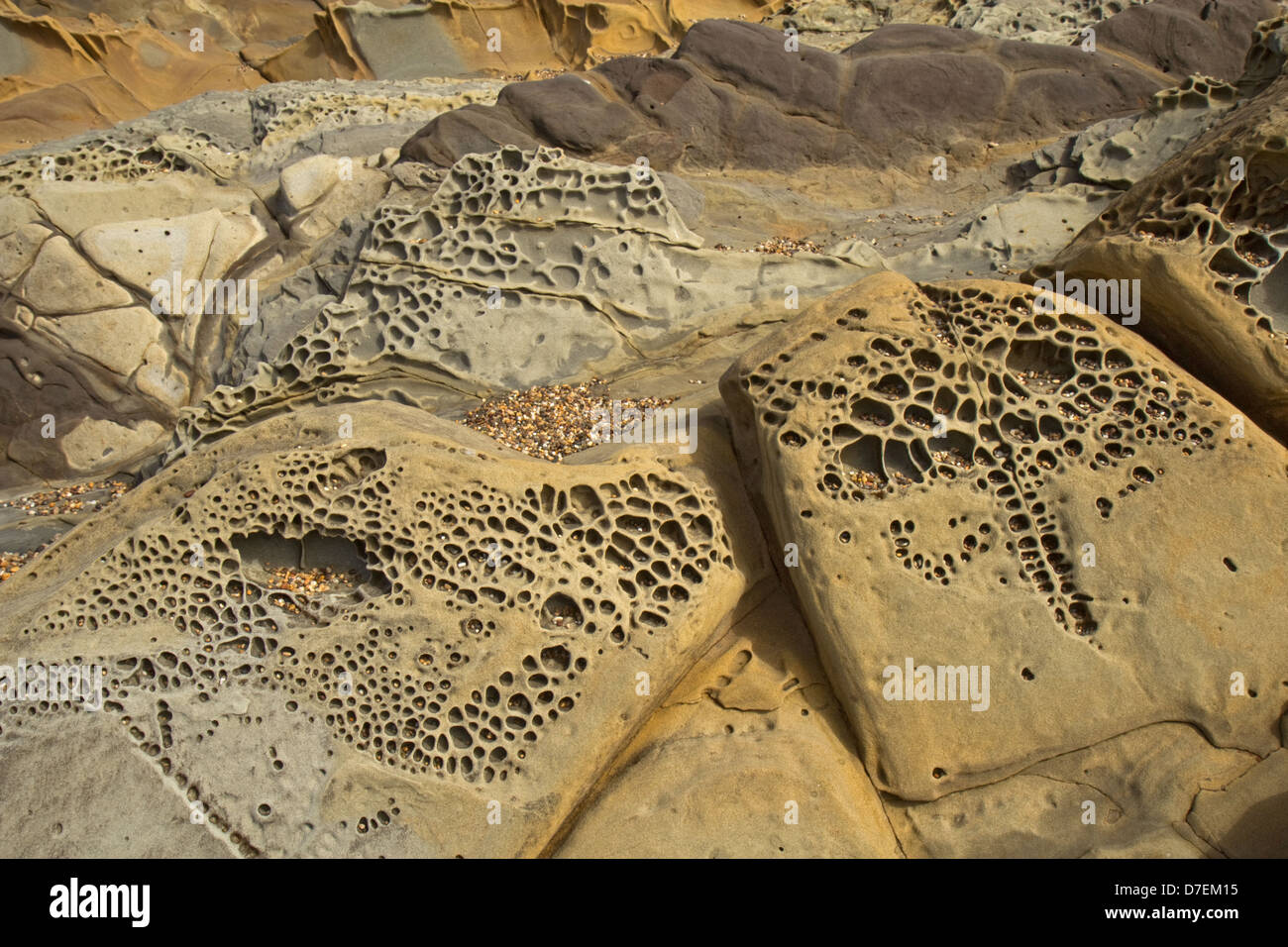 Interessanti formazioni tafoni in Pigeon Point formazione arenaria a fagiolo stato Cave Beach in San Mateo County, California Foto Stock