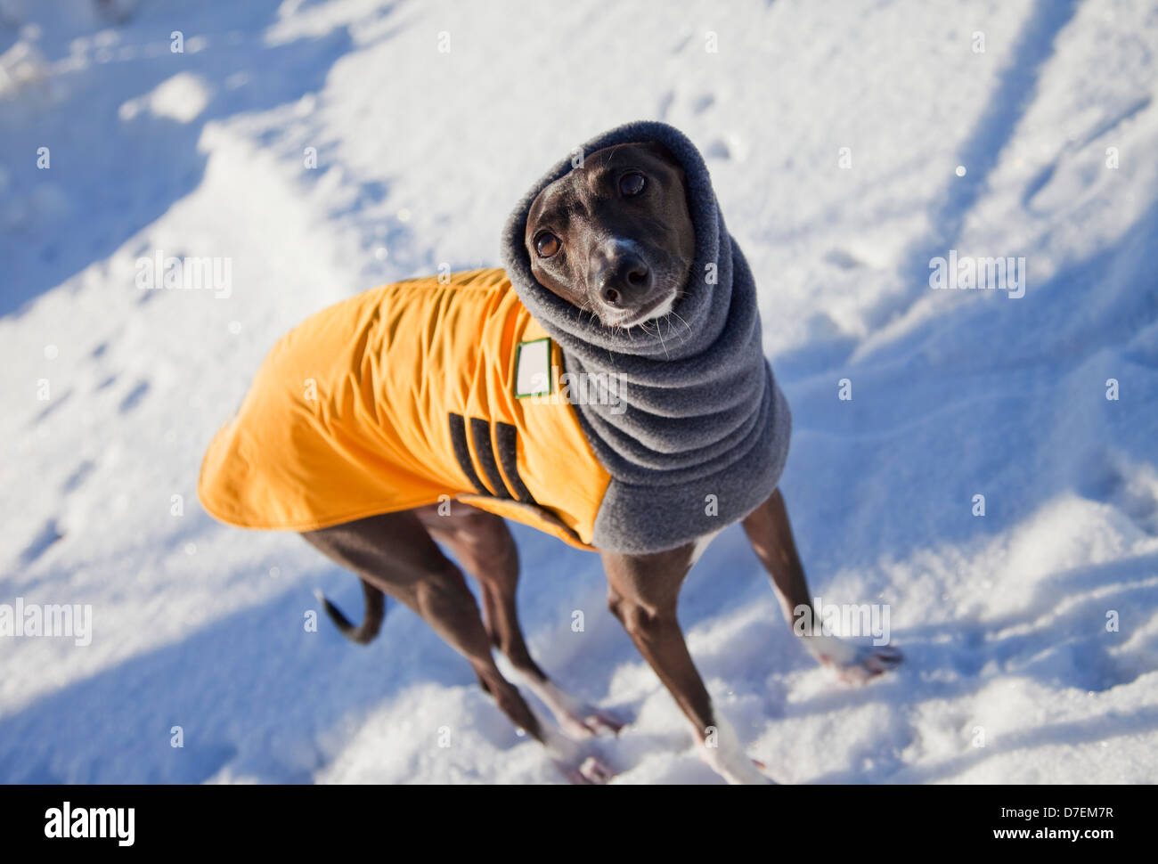 Levriero Italiano è vestito con una giacca invernale;Parkland county Alberta Canada Foto Stock