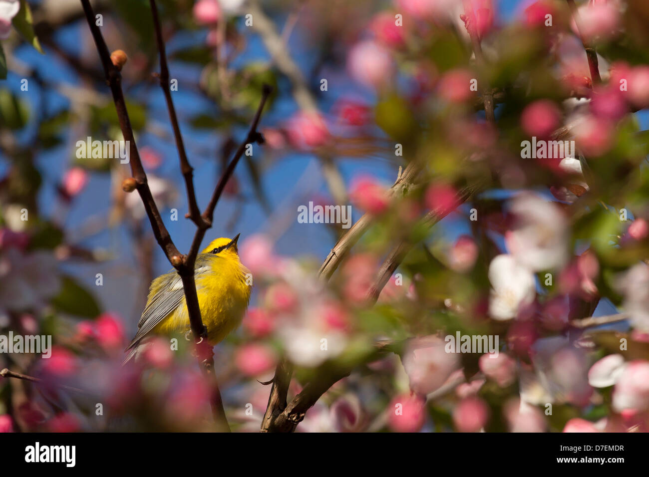 Un blu-winged trillo appollaiato in fiore rosa tree Foto Stock