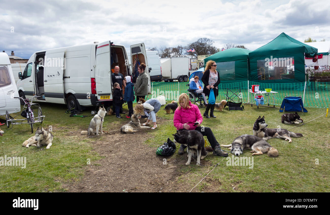 Donna toelettatura cani Husky presso il giardino annuali mostrano a Preston Park Stockton on Tees Regno Unito Foto Stock