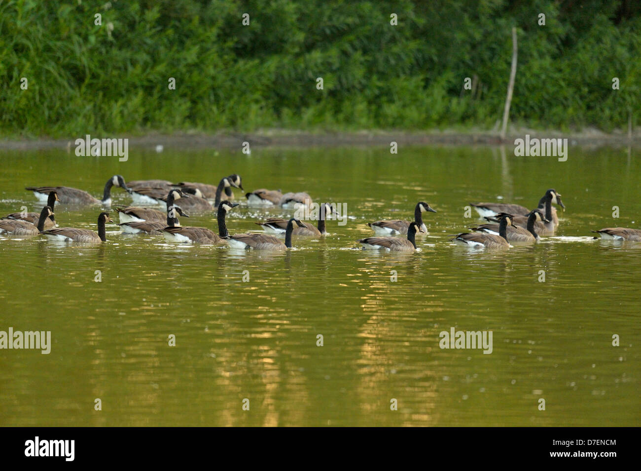 Canada goose (Branta canadensis) Gogò oziare su un laghetto, Niagara College zone umide, Welland, Ontario, Canada Foto Stock
