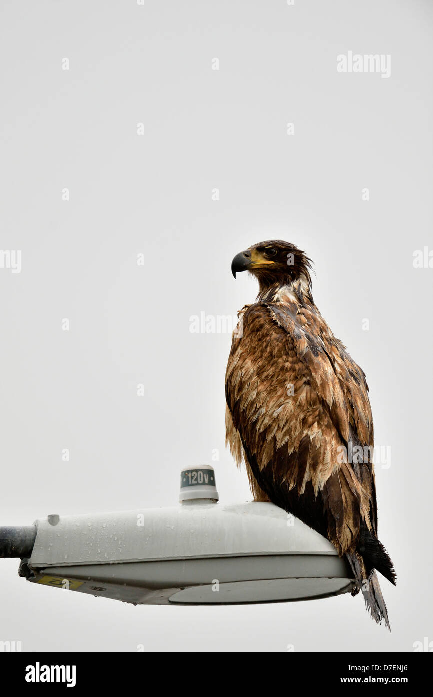 Aquila calva (Haliaeetus leucocephalus) capretti campione, Prince Rupert, British Columbia, Canada Foto Stock